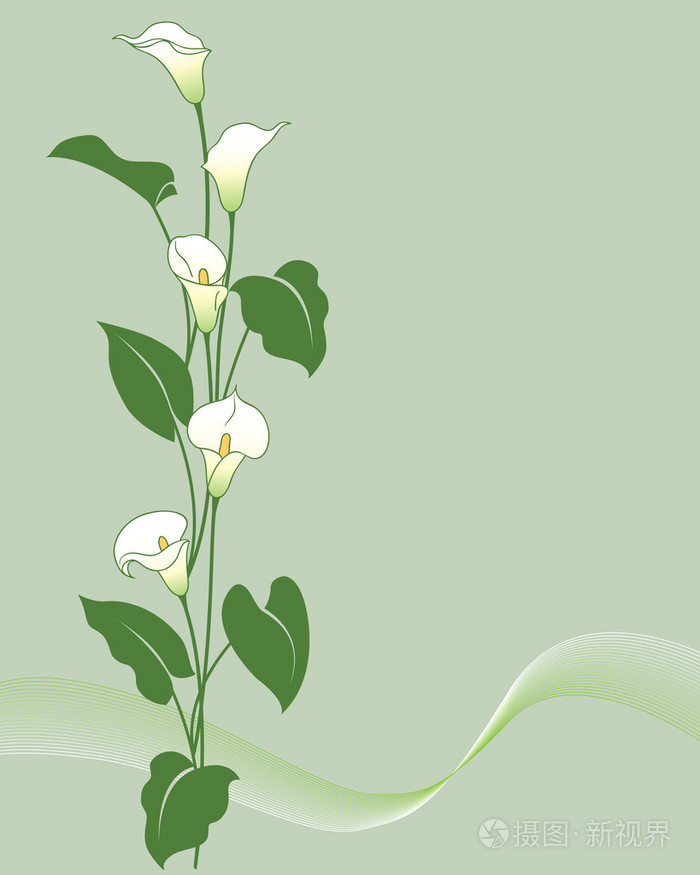 马蹄莲花束