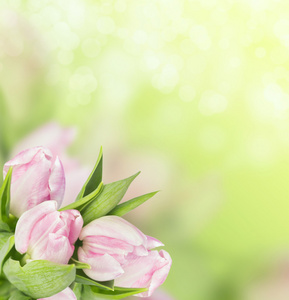 光粉红色郁金香在春天的绿色背景上