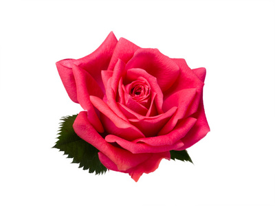 明亮美丽粉红玫瑰