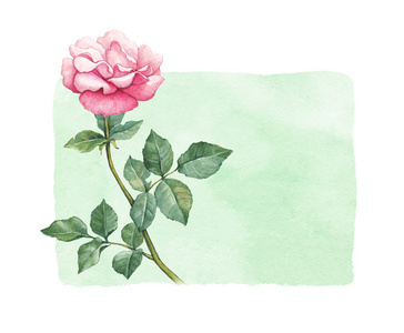 玫瑰花朵的水彩例证。完美的贺卡