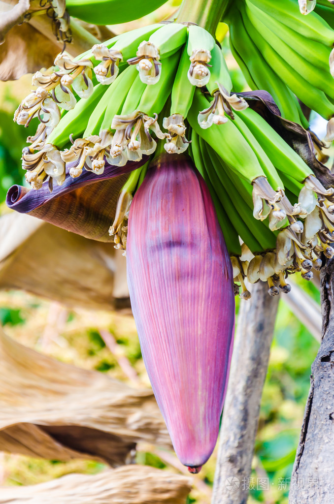香蕉开花