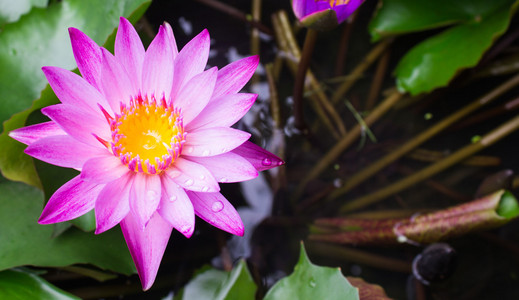 莲花盛开或水中百合鲜花盛开