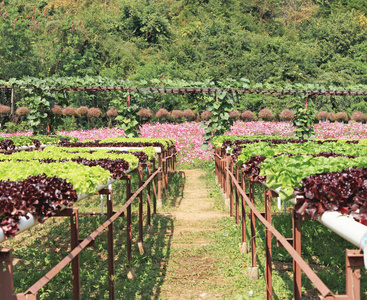 黄油头蔬菜水培农场