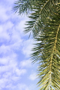 棕榈叶上新鲜蓝蓝的天空