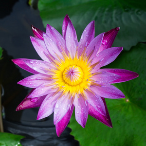 莲花盛开或水中百合鲜花盛开