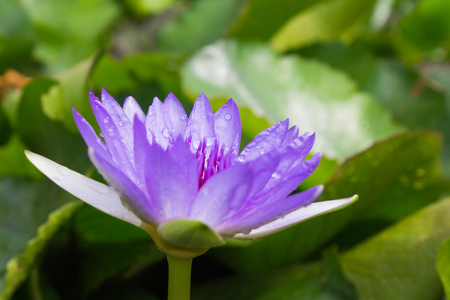 莲花盛开或水中百合鲜花盛开