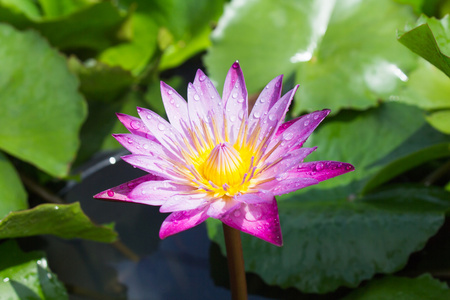 莲花盛开或水中百合鲜花盛开