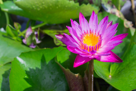 莲花盛开或水中百合鲜花盛开