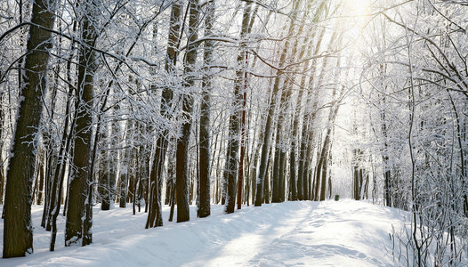 晴朗的冬日树林中路径