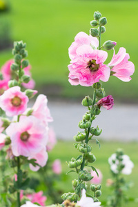 美丽的花园粉色花