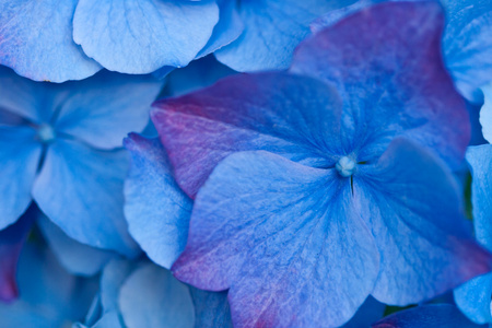 关闭的蓝色的花