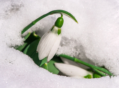 雪花莲花中雪