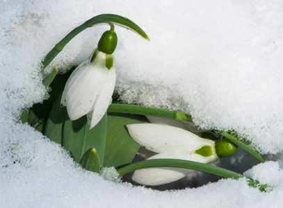 雪花莲花中雪