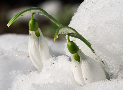 雪花莲花中雪