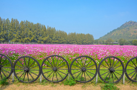 多彩波斯菊领域