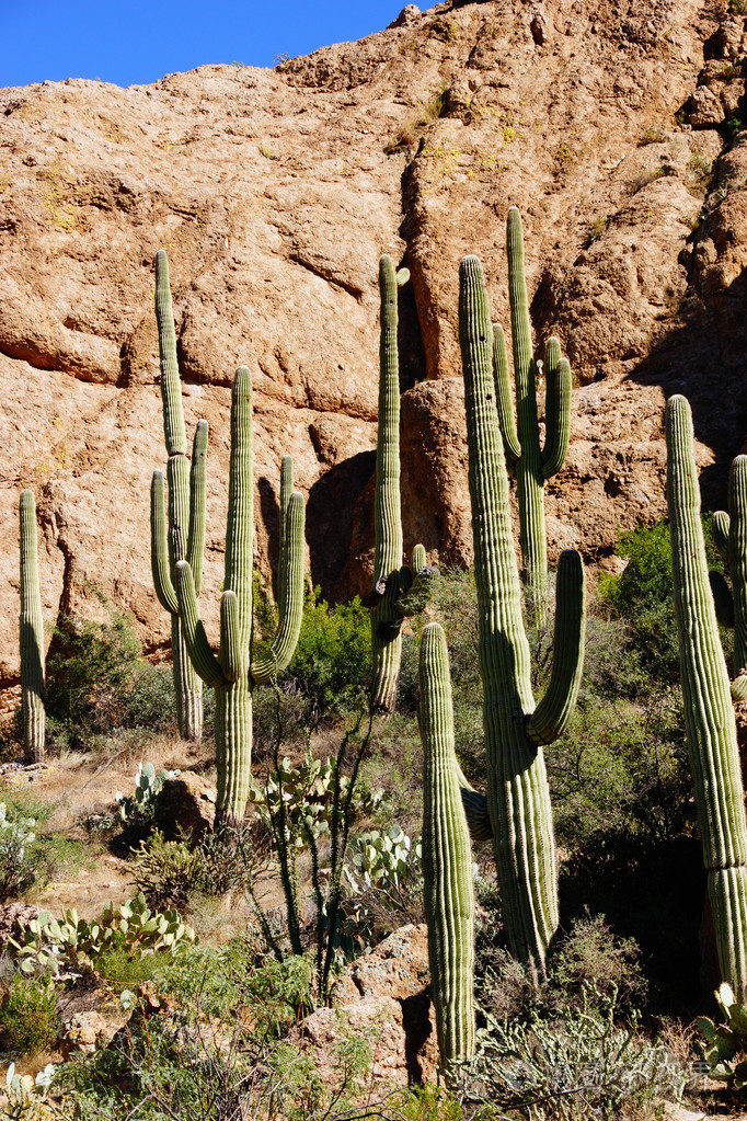 高大的仙人掌在沙漠高地