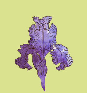 鸢尾花矢量装饰设计的鸢尾花鸢尾花带有鸢尾花植物花的花束.