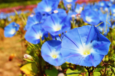 蓝色荣耀花园里的花