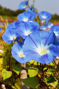 蓝色荣耀花园里的花