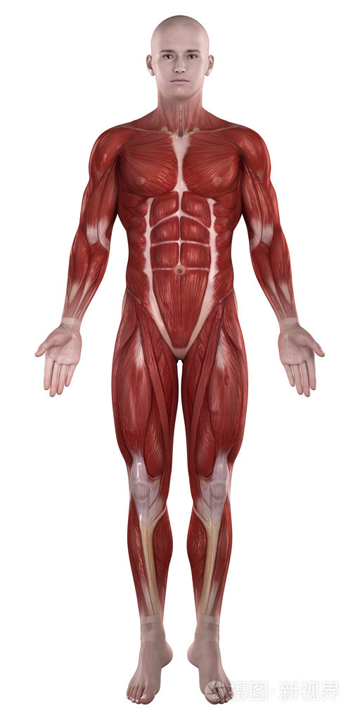 男人的肌肉解剖
