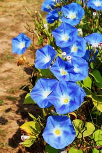 蓝色荣耀花园里的花