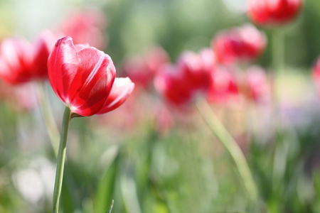 郁金香花