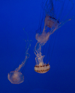 水族馆