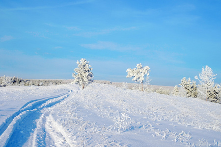 在小山上的松树积雪