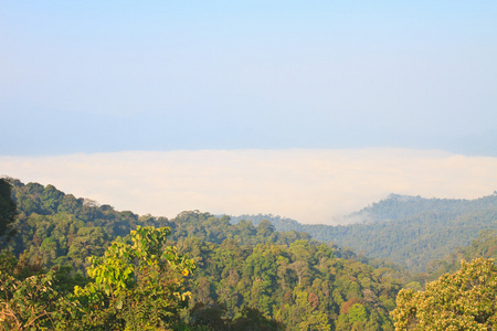 海雾与森林作为前景色的
