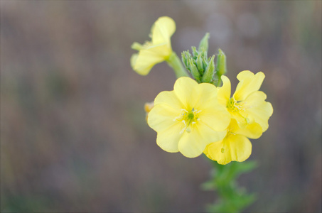 黄色 verbascum 开花