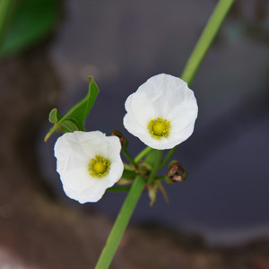 箭头头部的 ame 儿子花