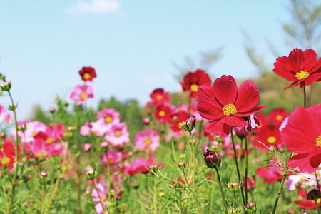 在花园里红色波斯菊