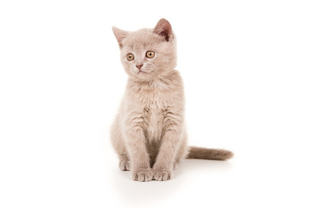 可爱的小猫正坐图片