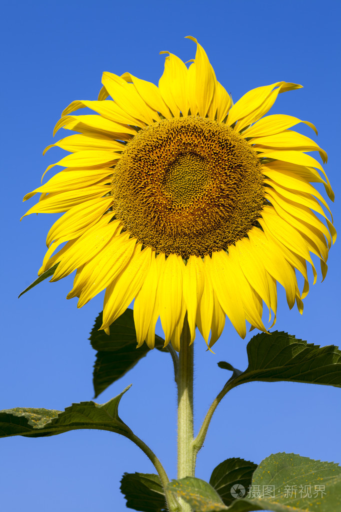 蓝色的天空的太阳花的特写镜头