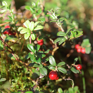 foxberry 在清晨森林是翠绿的树枝上