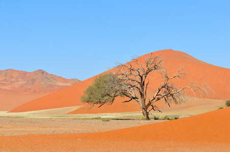 草和沙丘景观附近 sossusvlei，纳米比亚