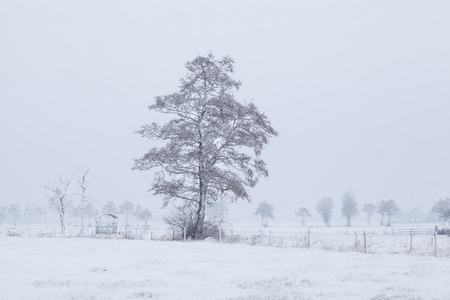 在荷兰农田冬季雪树