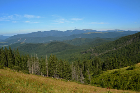 云杉林山