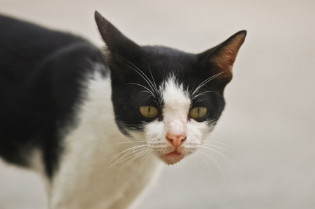 好奇心黑色和白色小的猫图片