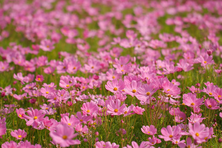 波斯菊花海