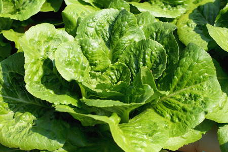 黄油头黄油头蔬菜水培农场照片