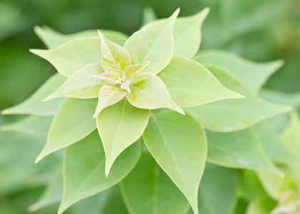 簕杜鹃植株顶端