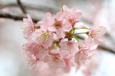 nrbild detalj rosa sakura