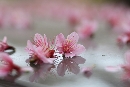 粉色樱花落在地面上图片