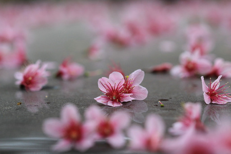 粉色樱花落在地面上图片