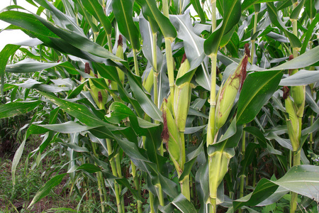 绿色的玉米地图片