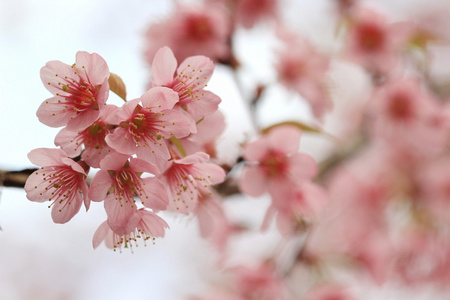 nrbild detalj rosa sakura