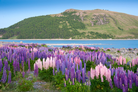 美丽的景色和多彩的卢平花园附近特卡波湖，南岛，新西兰风景