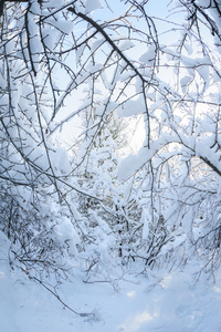 在森林中雪