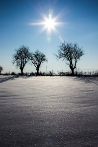 冬季景观与树